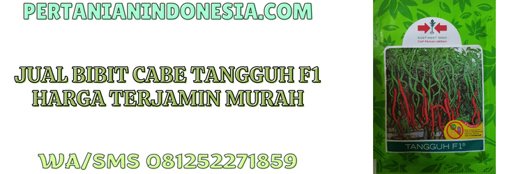 jual,murah,terjangkau,jual bibit cabe tangguh f1,jual bibit cabe tangguh f1 cap panah merah